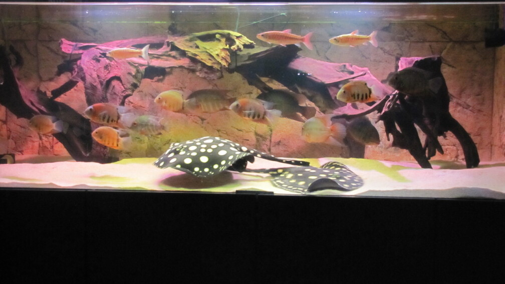 Aquarium Hauptansicht von Wildes Wohnzimmer ( Nur noch als Beispiel)
