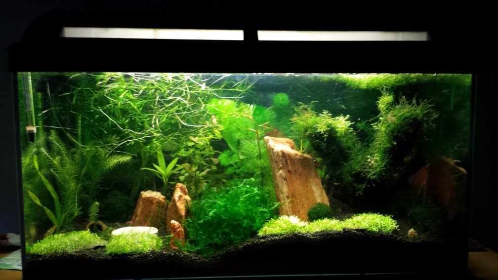 Aquarium Hauptansicht von Red/Black Bee Becken