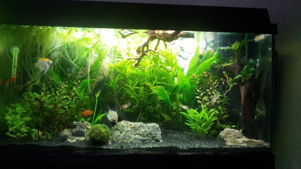 Aquarium Hauptansicht von The little forest