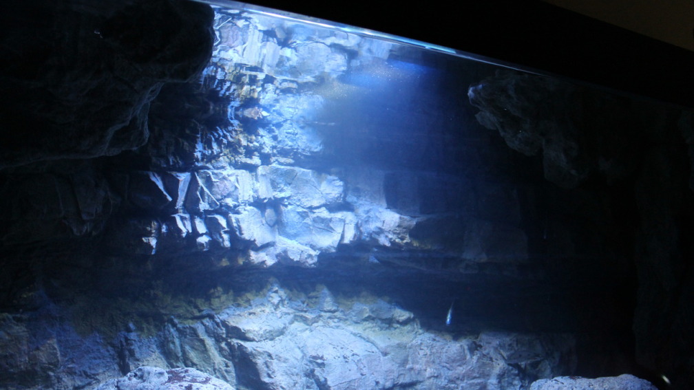 Aquarium Hauptansicht von -Malawisee in Köln-