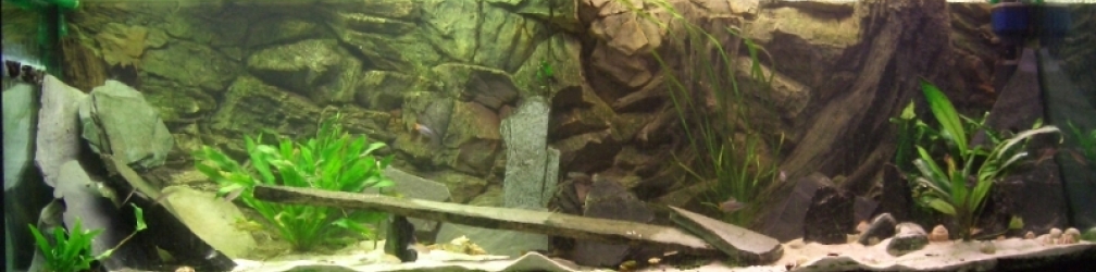 Aquarium Hauptansicht von Tanganjika (aufgelöst)