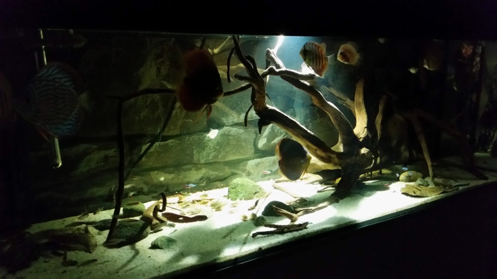 Aquarium Hauptansicht von Wurzelbiotop