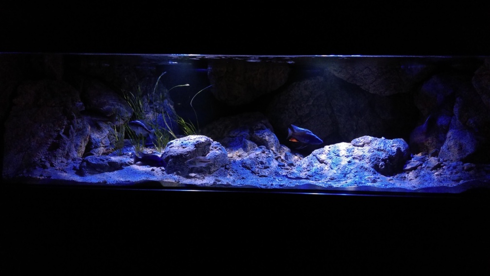 Aquarium Hauptansicht von Becken 31627