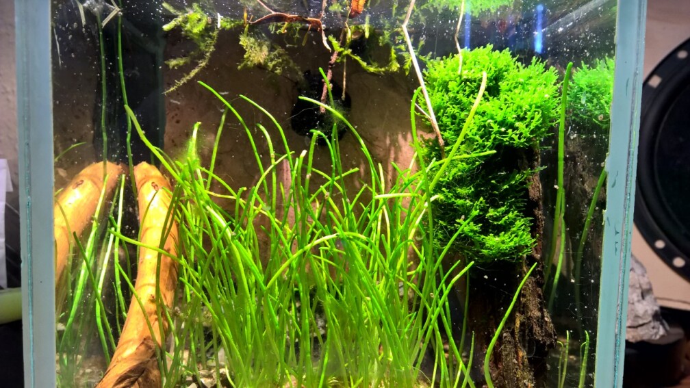 Aquarium Hauptansicht von ~ Wasserflohhausen ~