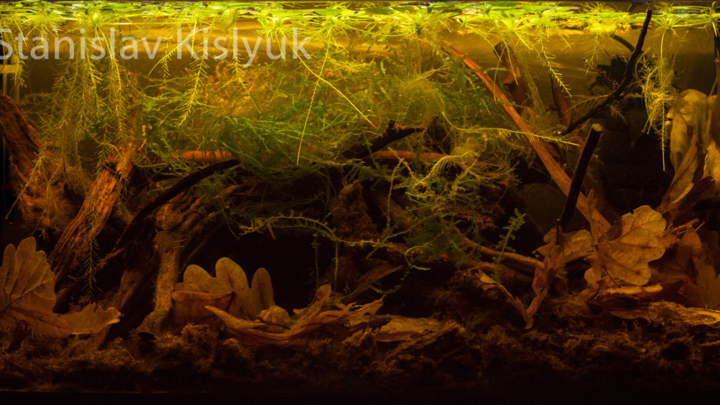Aquarium Hauptansicht von Torfmoore Kalimantans