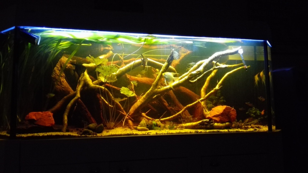 Aquarium Hauptansicht von Oldschool Panorama