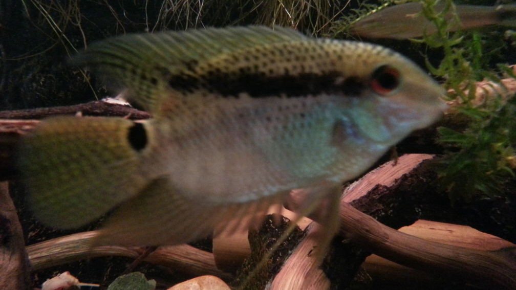 Aquarium Hauptansicht von Green Amazonas