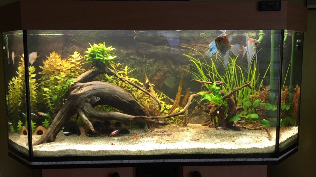 Aquarium Hauptansicht von Fast Südamerika Aquarium Hauptansicht von Fast Südamerika