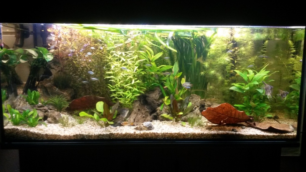 Aquarium Hauptansicht von wild stones and plants