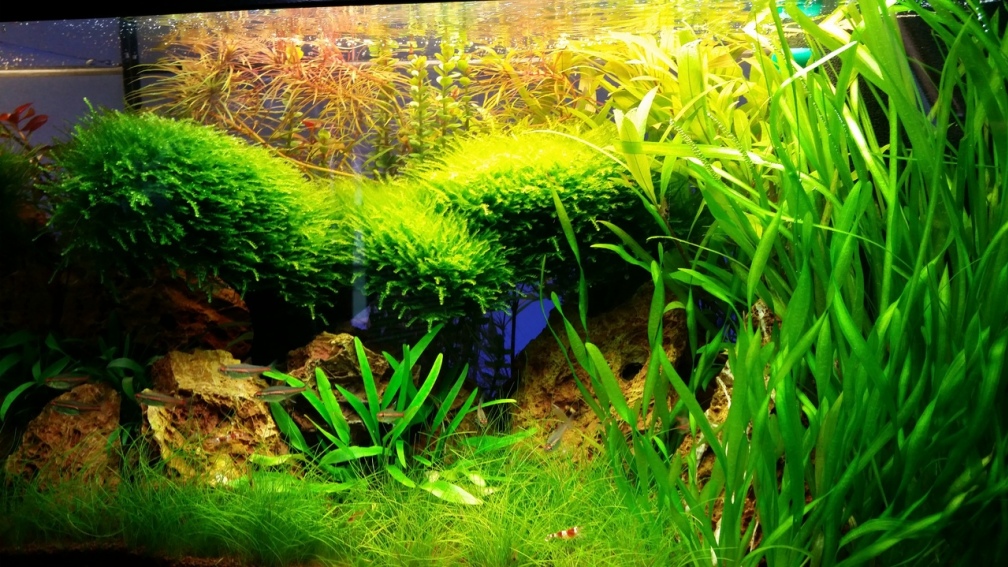 Aquarium Hauptansicht von little green hell
