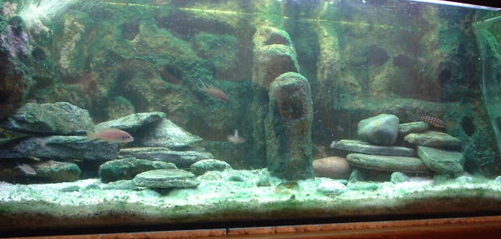 Aquarium Hauptansicht von Becken 318