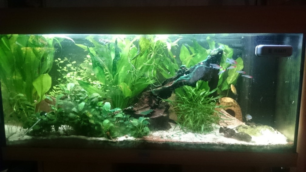 Aquarium Hauptansicht von Südamerika-Juwel Rio