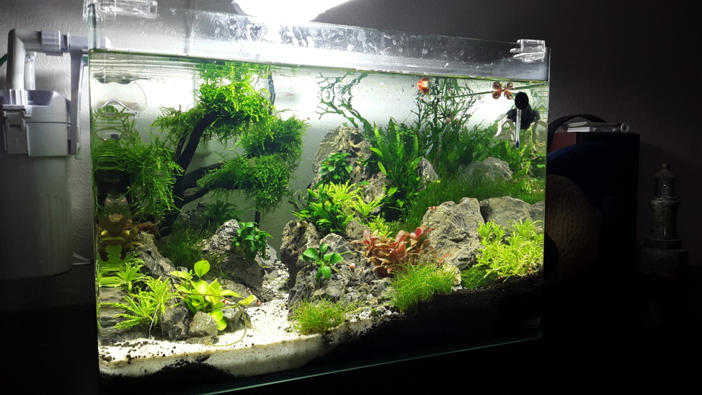 Aquarium Hauptansicht von Scapers Tank