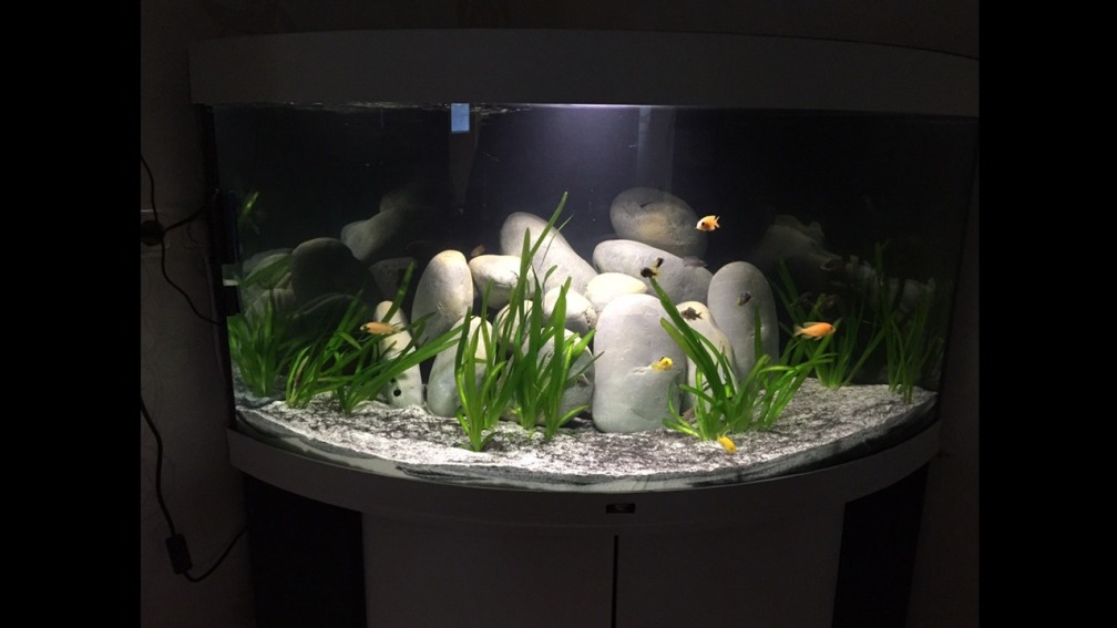 Aquarium Hauptansicht von Malawien