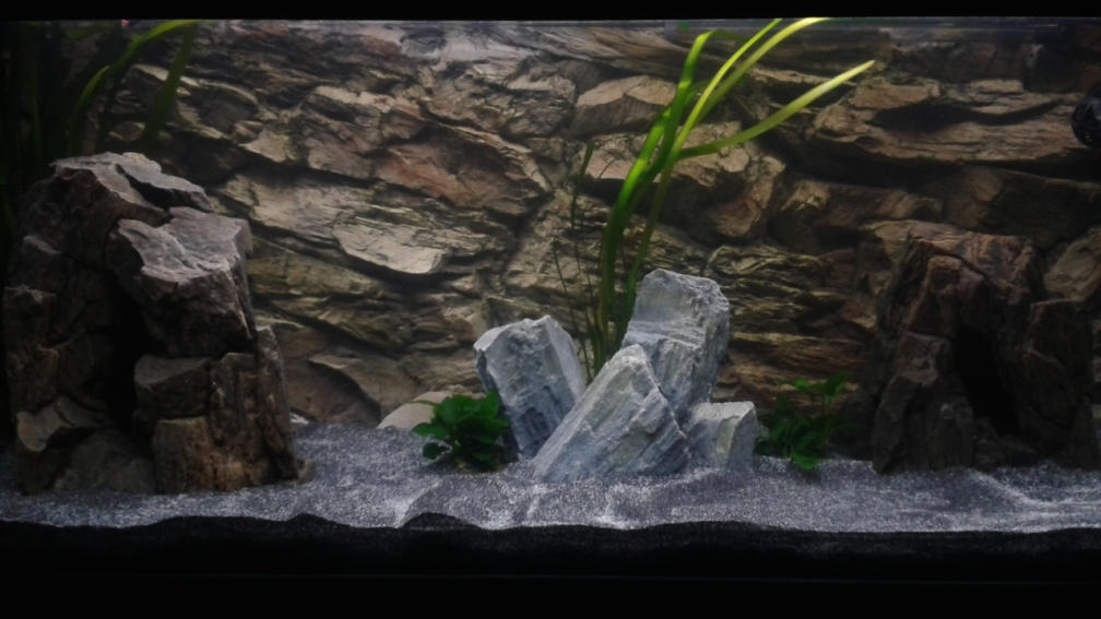 Aquarium Hauptansicht von Malawi See