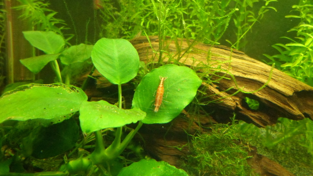 Aquarium Hauptansicht von Garnelenheim