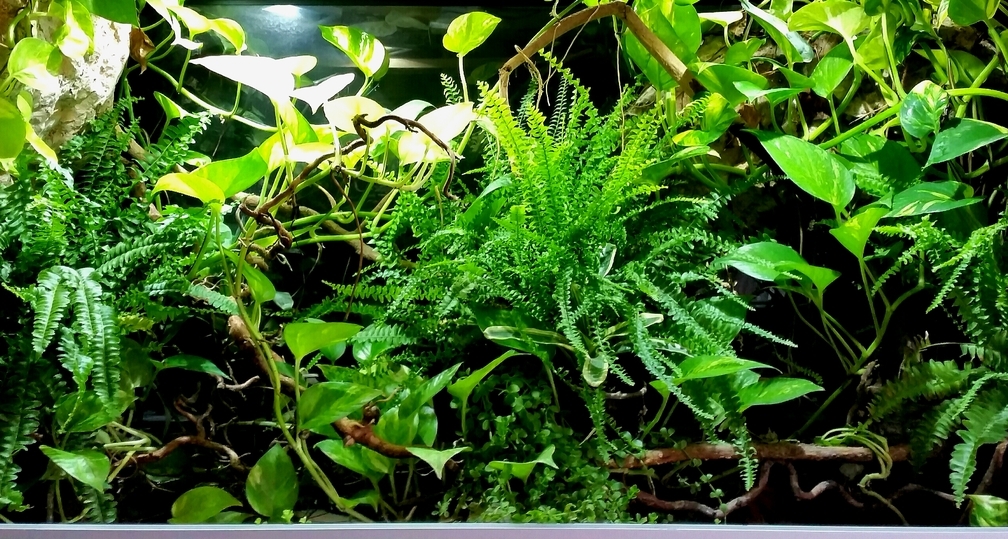 ~Mein-kleines-Diskus-Paludarium~ 29.04.16