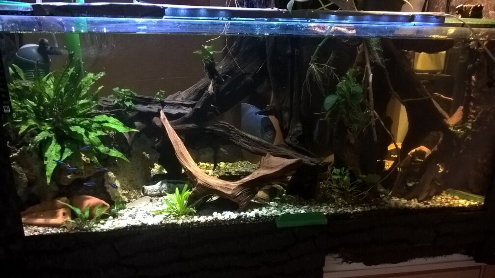 Aquarium Hauptansicht von Lars 300l 1.