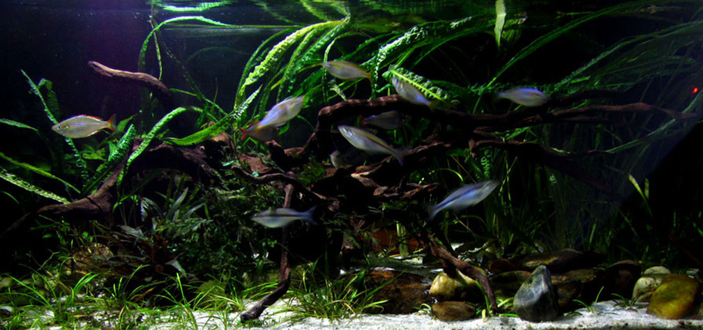 Aquarium Hauptansicht von Driftwood