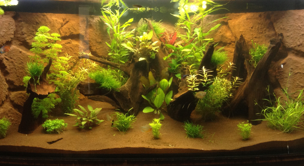 Aquarium Hauptansicht von Hängendes Eckaquarium