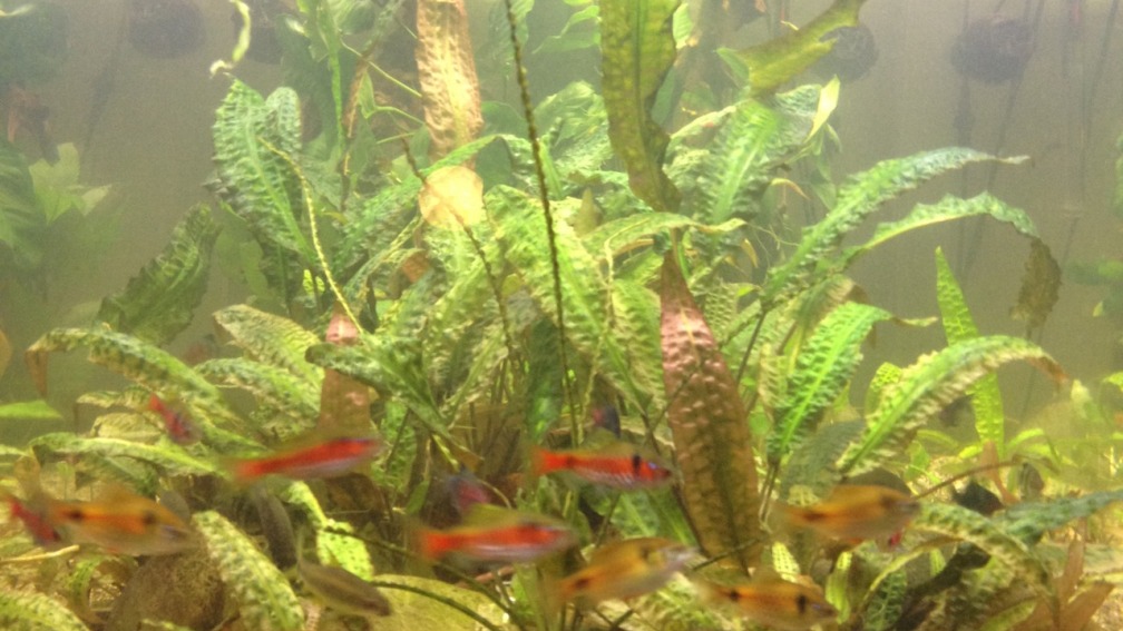 Frontal Ansicht nach 1 Jahr 