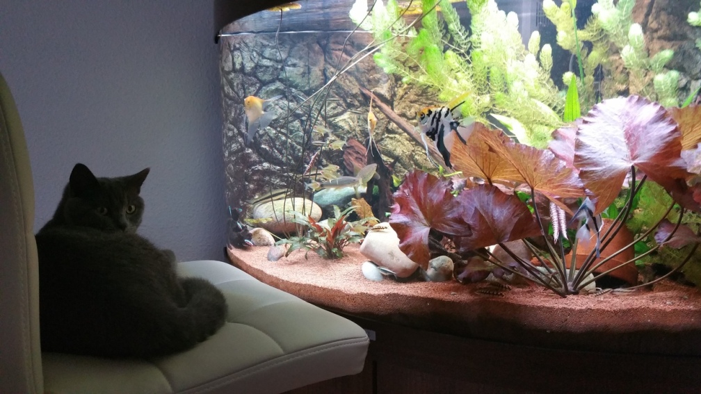 Aquarium Hauptansicht von Mein Südamerika