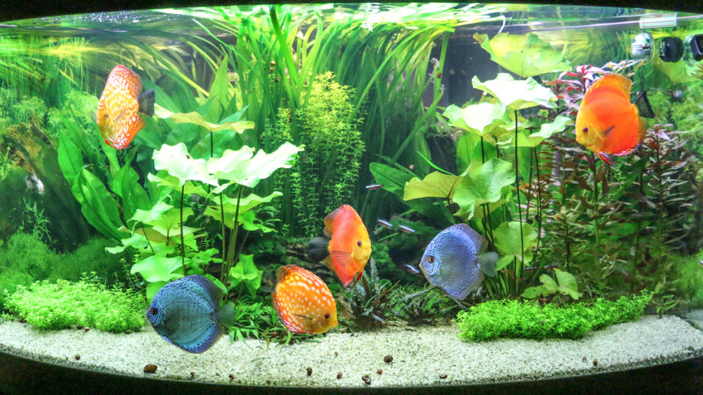 Aquarium Hauptansicht von Diskus Amazonas (nur noch als Beispiel)