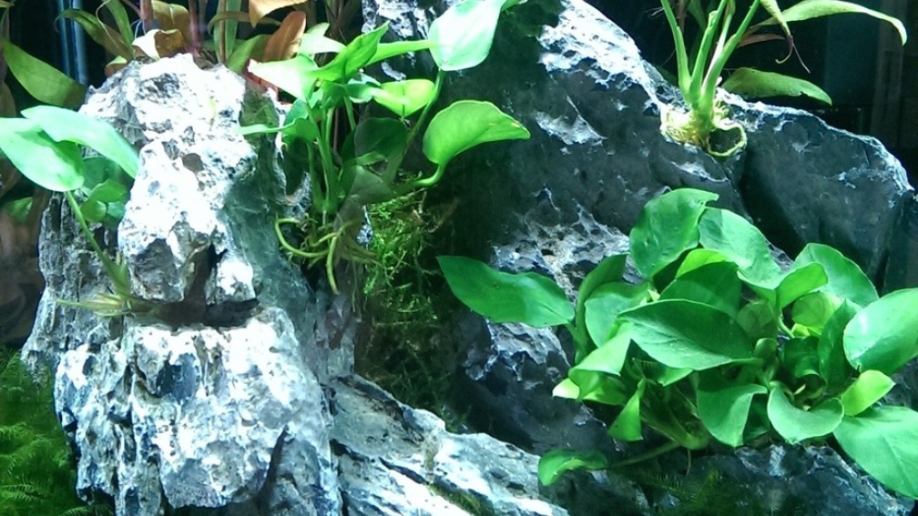 Hauptansicht Anubias trifft Stein