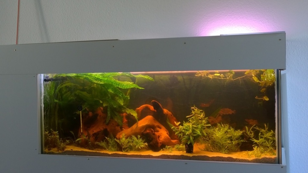 Aquarium Hauptansicht von Becken 32000