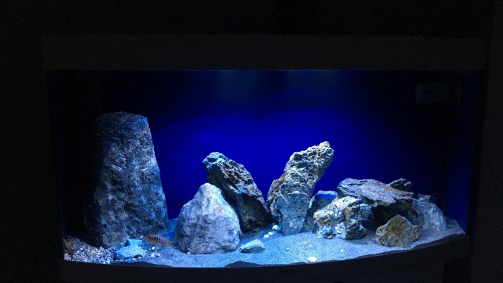 Aquarium Hauptansicht von Rocky Malawi
