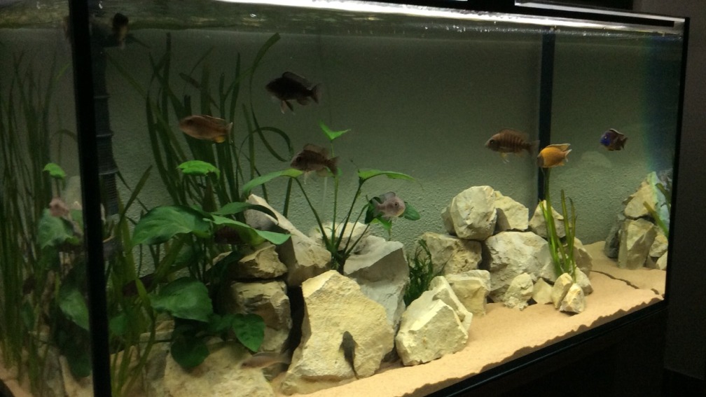 Aquarium Hauptansicht von Malawisee (Übergangszone)
