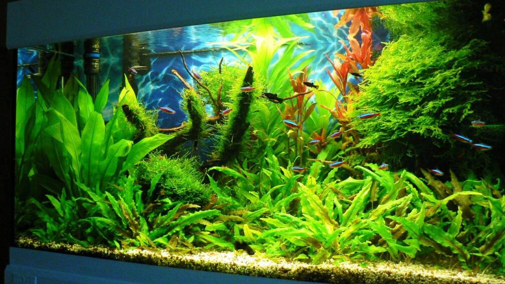 Aquarium Hauptansicht von Green Forest(aufgelöst)