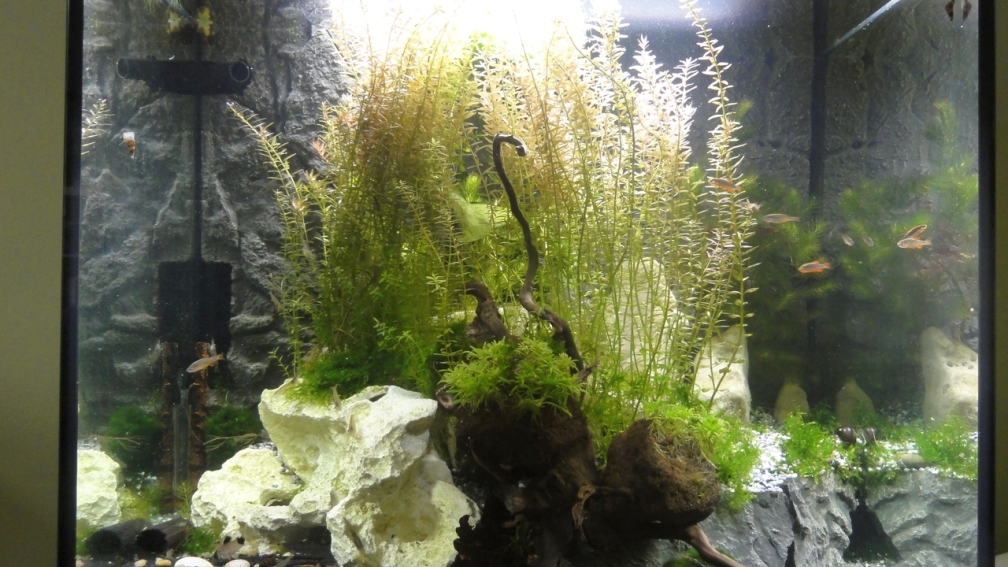 2015-08-25 Aktuelles Bild von vorn. Die hintere Terrassenebene wurde inzwischen durch gro??e Steine ersetzt, weil sie sich leider nach 2 Monaten gelöst hat.