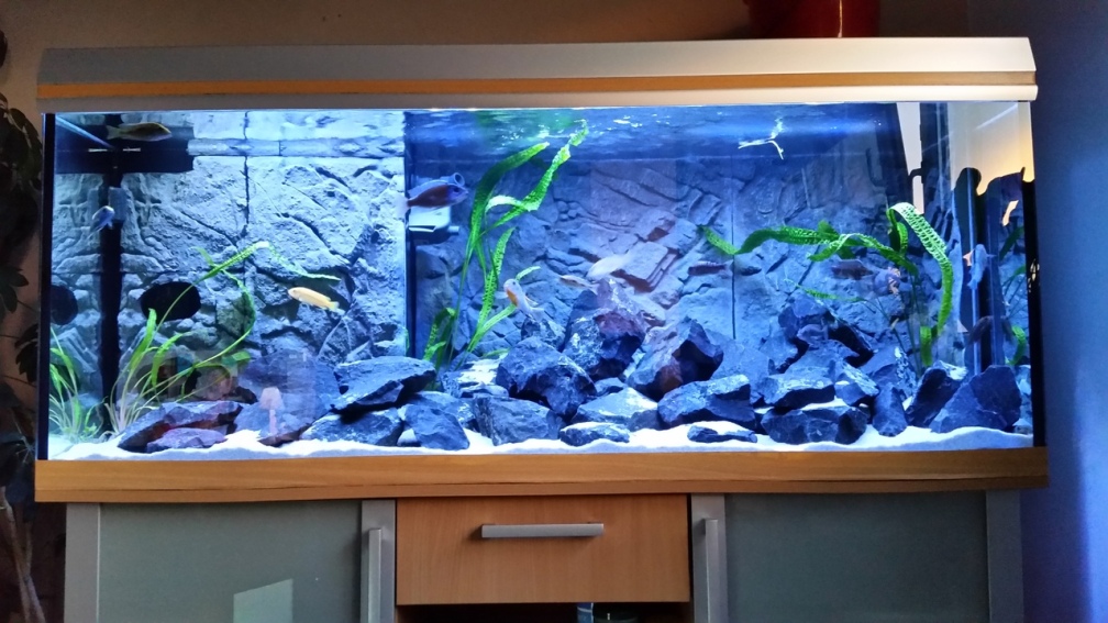 Aquarium Hauptansicht von Malawis im Basalt