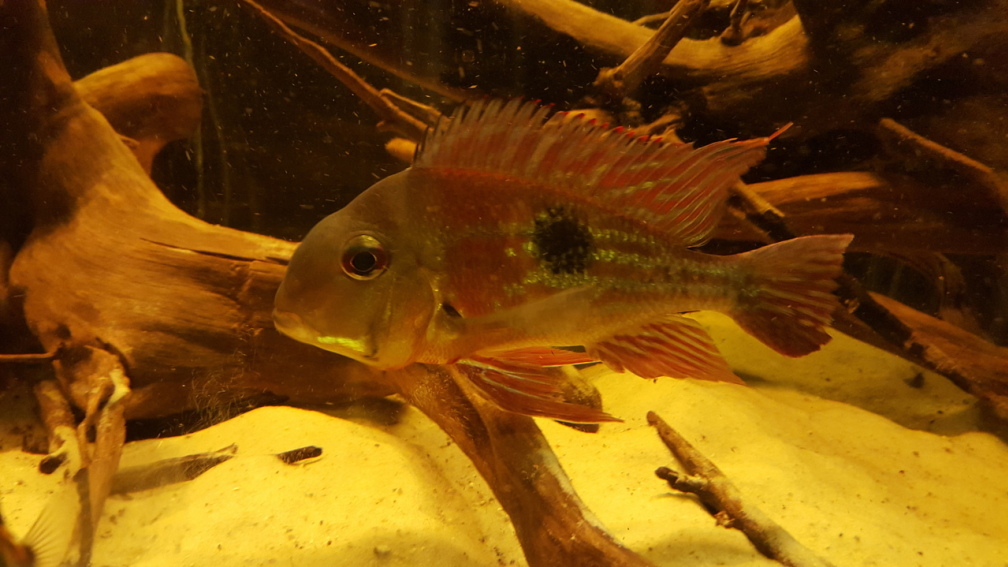 Aquarium Hauptansicht von Südamerikabecken Aquarium Hauptansicht von Südamerikabecken