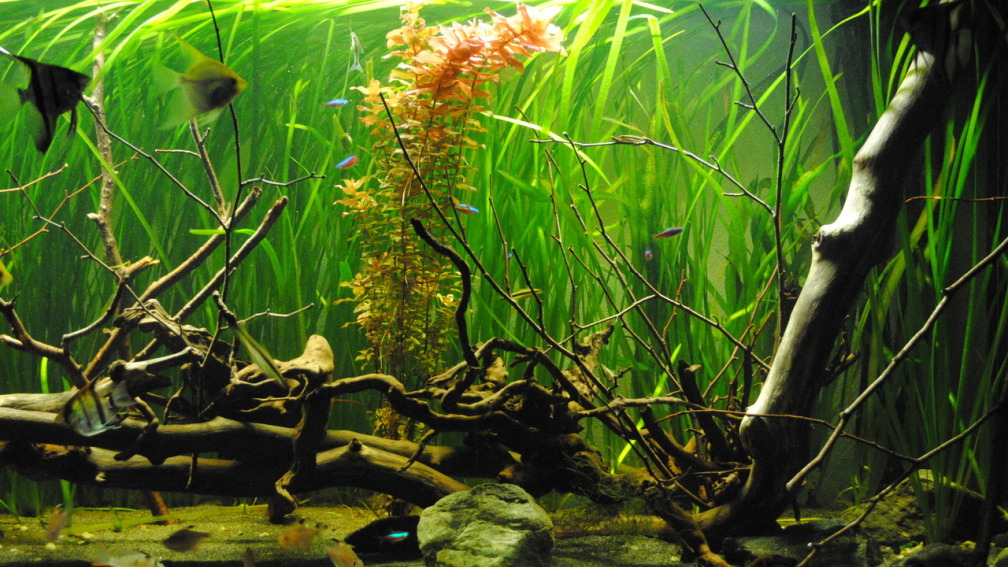 Aquarium Hauptansicht von Amazonas