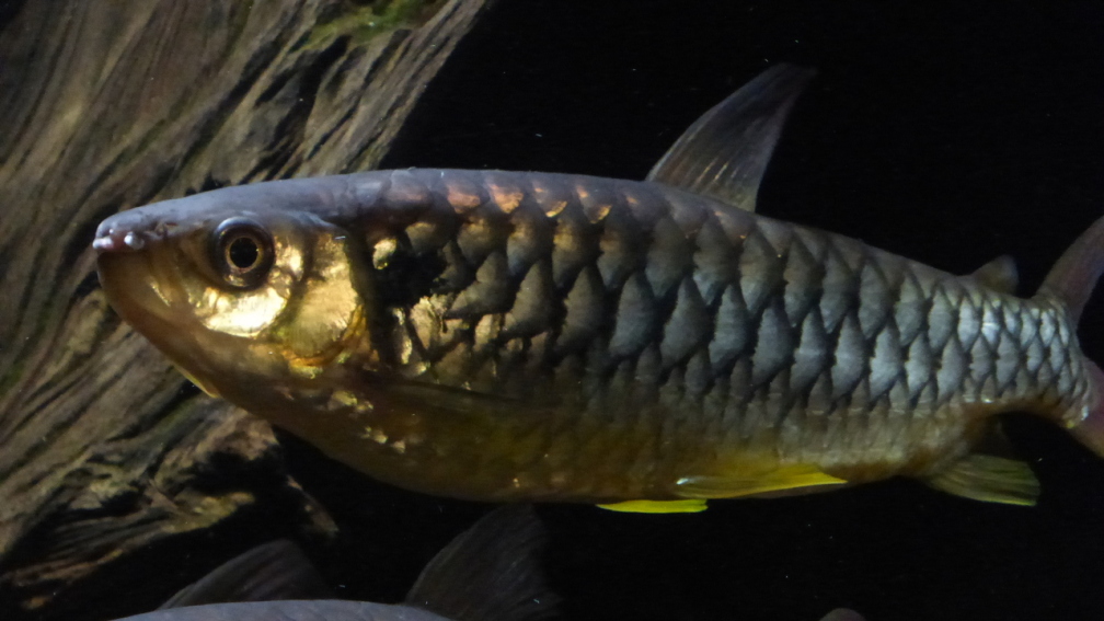 Aquarium Hauptansicht von Back to the roots (aufgelöst)