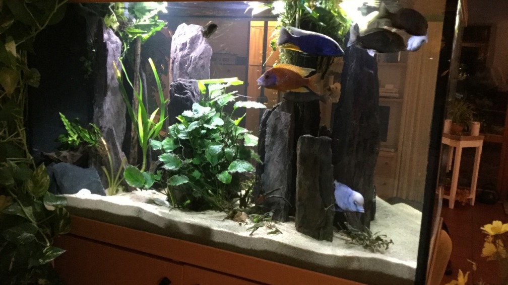 Aquarium Hauptansicht von Becken 3215