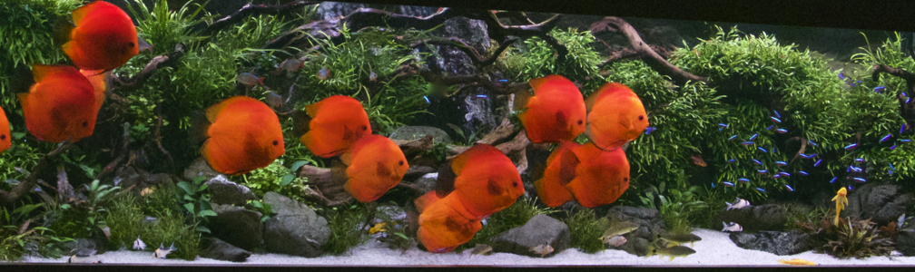 Aquascape discus