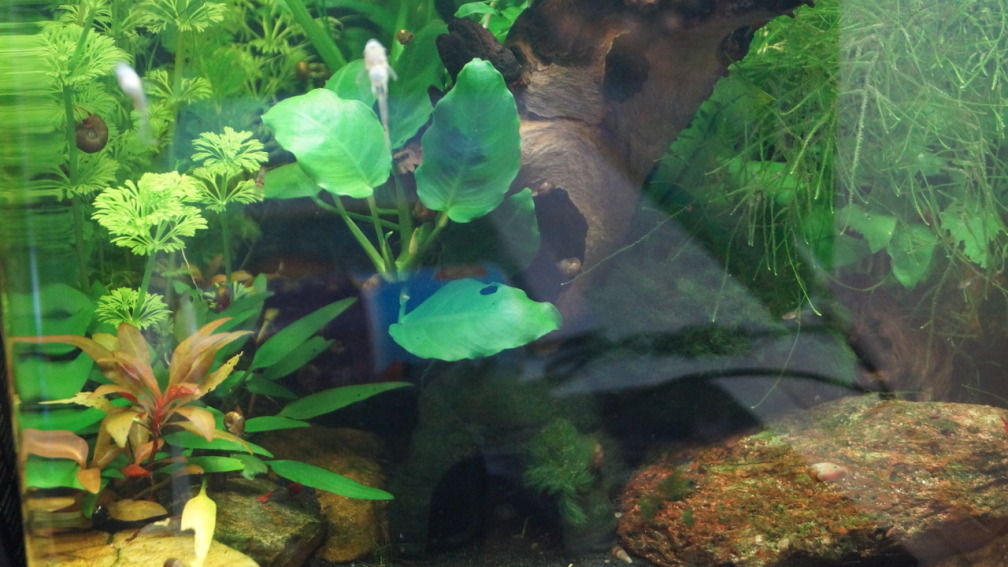 Aquarium Hauptansicht von Nano Cube 30l