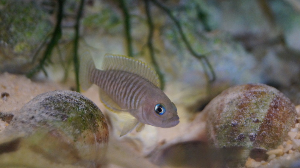 Aquarium Hauptansicht von Neolamprologus Multifasciatus