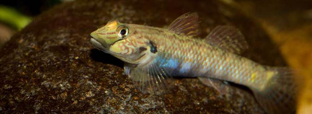 Rhinogobius formosanus