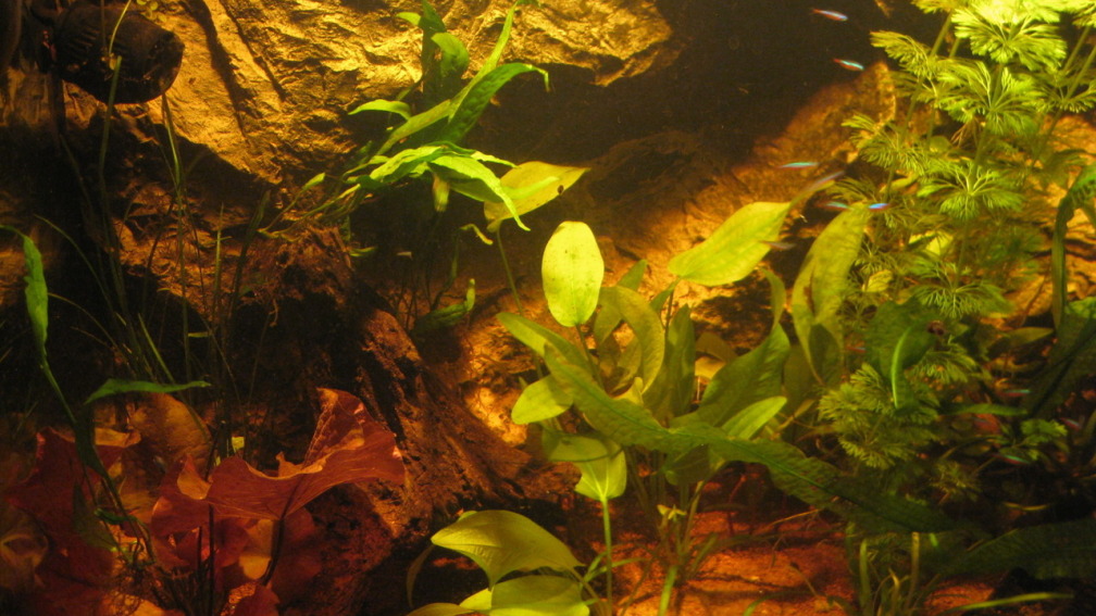 Aquarium Hauptansicht von Irgendwo im Amazonas