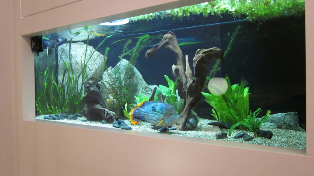 Aquarium Hauptansicht von 720Liter Südamerika