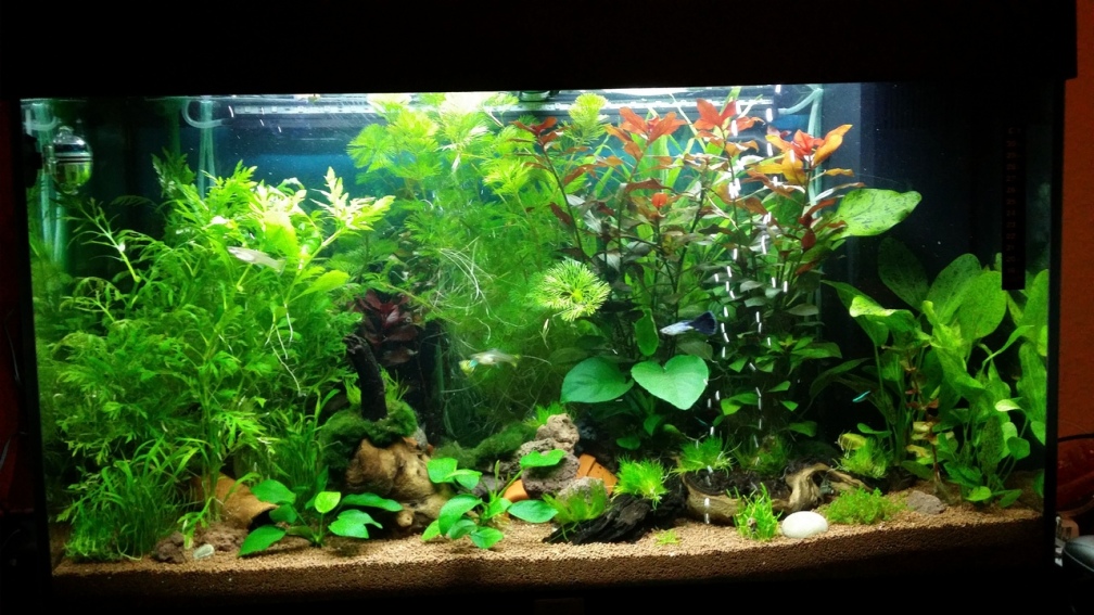 Aquarium Juwel RIO 125 - Gesellschaftsaquarium