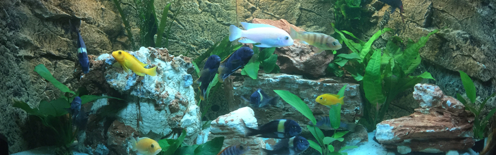 Aquarium Hauptansicht von Juwel Trigon 190 "MALAVI" CW