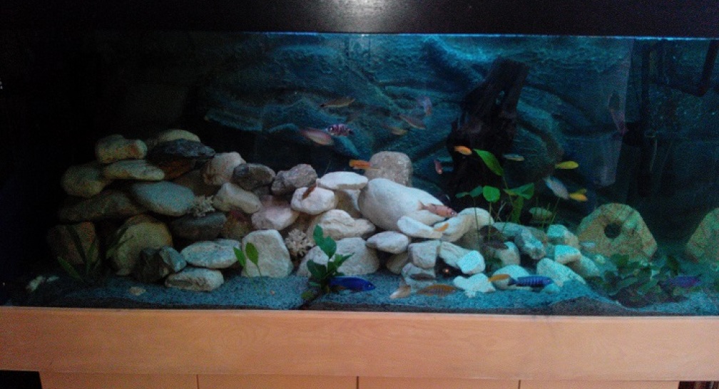 Anischt Aquarium