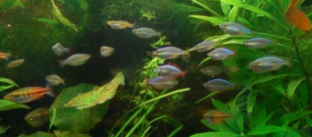 Aquarium Hauptansicht von Becken 3229