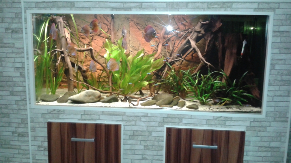 Aquarium Hauptansicht von Fluss Ufer (Baustelle )