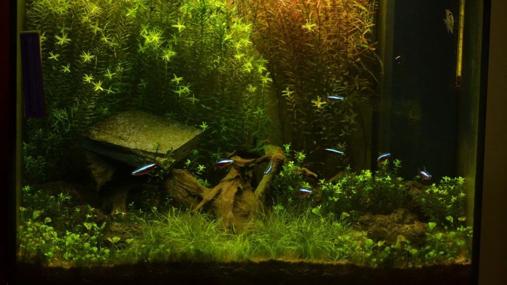 Aquarium Hauptansicht von Lido 120 weiss